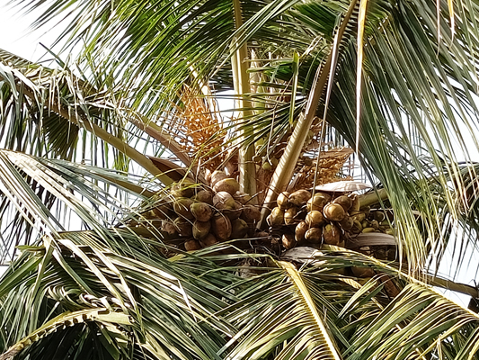 Nature has blessed us